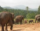 Court circuit Le Royaume des &eacute;l&eacute;phants / Sri Lanka