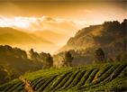 Les Excursions Famille &agrave; Chiang Ma&iuml; / � v&eacute;lo dans les rizi&egrave;res / Tha&iuml;lande