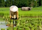 Les Excursions &agrave; Chiang Ma&iuml; / Jouez les aventuriers de la for&ecirc;t / Tha&iuml;lande