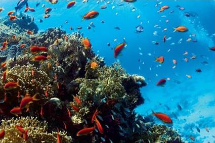 Vacances � Sharm El Sheikh