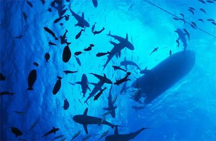 Bora Bora / Excursions / Rencontre avec les requins / Polynsie Franaise