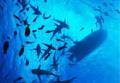 Bora Bora / Excursions / Rencontre avec les requins / Polyn&eacute;sie Fran&ccedil;aise