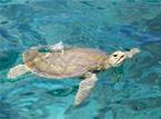Les Circuits &agrave; Java / Jungle et tortues de Meru Betiri / Indon&eacute;sie