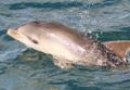 Rangiroa / Excursions / Observation des Dauphins / Polyn&eacute;sie Fran&ccedil;aise