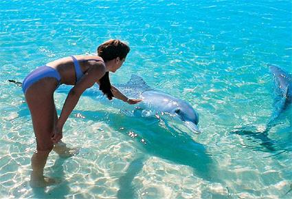 Tahiti / Excursions / Rencontre avec les dauphins / Polynsie Franaise