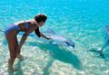 Tahiti / Excursions / Rencontre avec les dauphins / Polyn&eacute;sie Fran&ccedil;aise