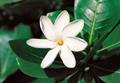 Tahiti / Excursions / Tahiti et ses senteurs tropicales / Polyn&eacute;sie Fran&ccedil;aise