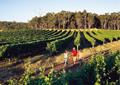 Perth / Excursions Incontournables / R&eacute;gion de Margaret River / Australie Occidentale