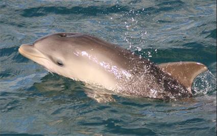 Perth / Excursions Insolites / Nage avec les dauphins / Australie Occidentale