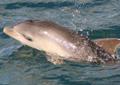 Perth / Excursions Insolites / Nage avec les dauphins / Australie Occidentale