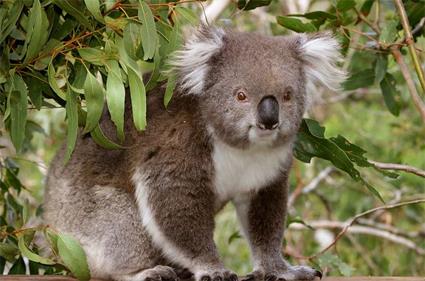 Australie du Sud Circuits / Australie