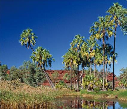 Alice Springs / Excursions Incontournables / Palm Valley en 4x4 / Australie