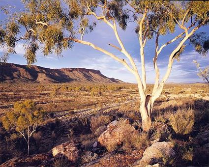Alice Springs / Excursions Insolites / Survol d' Alice Springs en Ballon / Australie