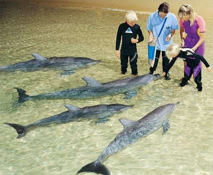 Brisbane / Les Excursions Incontournables / Rencontre avec les dauphins sur Moreton Island / Queensland du Sud 