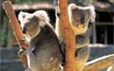 Circuit Vacances au Pays des Koalas / Nouvelle Galles du sud / Australie