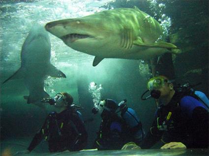 Sydney  / Excursions Insolites / Rencontre avec les Requins / Nouvelle Galles du sud