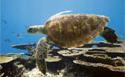 Lady Elliot Island / Grande Barri&egrave;re de Corail / Queensland