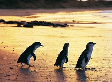Melbourne / Excursions Incontournables / Les Pingouins de Phillip's Island / Victoria 