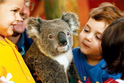 Melbourne / Excursions Insolites / Kangourous et koalas / Victoria 