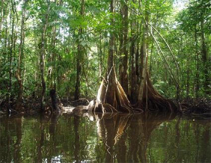 Vacances en Guyane 
