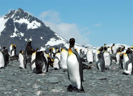 Croisire 20 jours le monde des grands explorateurs / Antarctique