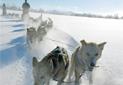 L'Express C&ocirc;tier de Norv&egrave;ge / Excursions Sens Sud-Nord et Nord-Sud / 7F Initiation au traineau &agrave; chiens 