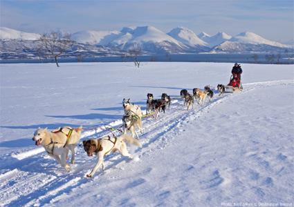 L'Express Ctier de Norvge / Excursions Sens Sud-Nord / 5B Traineau  chiens dans les collines de Troms 