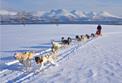 L'Express C&ocirc;tier de Norv&egrave;ge / Excursions Sens Sud-Nord / 5B Traineau &agrave; chiens dans les collines de Troms� 