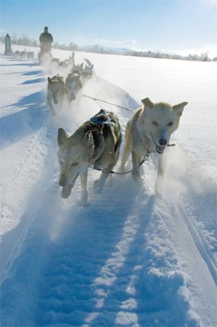 L'Express Ctier de Norvge / Excursions Sens Sud-Nord / 5C Visite d'un levage de chiens Huskies 