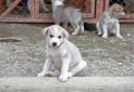 L'Express C&ocirc;tier de Norv&egrave;ge / Excursions Sens Sud-Nord / 5C Visite d'un &eacute;levage de chiens Huskies 