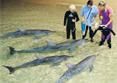 Excursion Rencontre avec les Dauphins de Bay of Island / �le du Nord / Nouvelle Z&eacute;lande