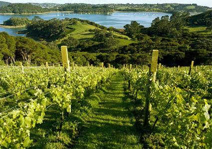 Excursion Vignobles de Waiheke Island / le du Nord / Nouvelle Zlande
