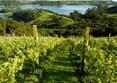Excursion Vignobles de Waiheke Island / �le du Nord / Nouvelle Z&eacute;lande