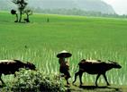 Les Excursions &agrave; Hu&eacute; / Rizi&egrave;res et maisons anciennes / Vietnam
