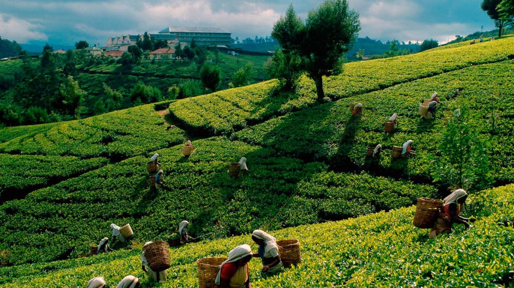 Tea Factory
