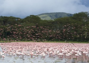 74c16ed8-4916-483e-9bfb-e085cedd90c9.Kenya-Lake Oliedon
