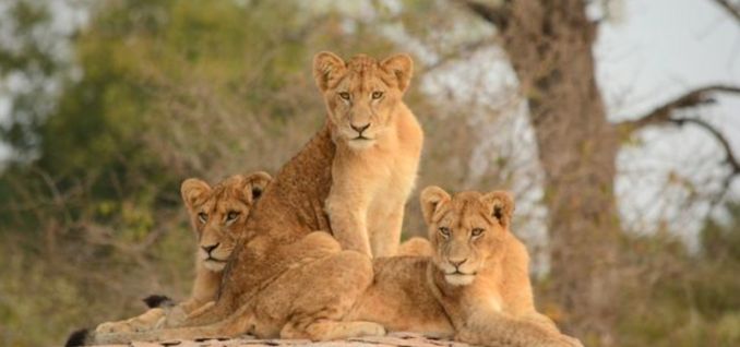 Circuit au Parc Kruger - Magiclub Voyages