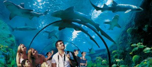 Loro-Parque-Tenerife2