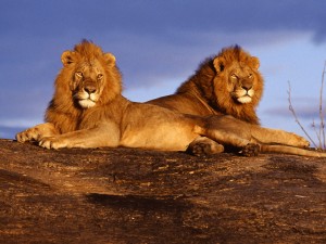 Maasai-Mara-Lion