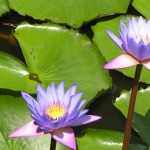 fleur-de-lotus-sri-lanka