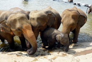 sri lanka