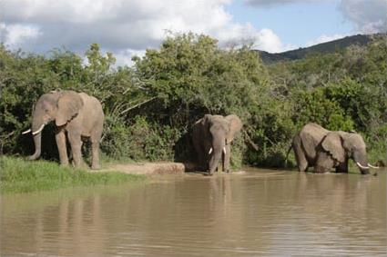 Addo Elphant Back Safaris & Lodge 4 **** / Addo Elphant National Park / Afrique du Sud