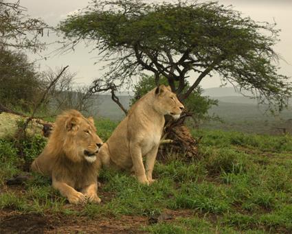 Autotour De savane africaine en plages mauriciennes / Afrique du Sud