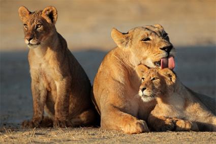 Autotour De savane africaine en plages mauriciennes / Afrique du Sud