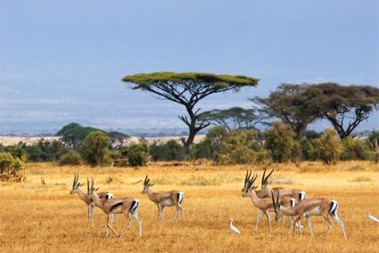 Autotour De savane africaine en plages mauriciennes / Afrique du Sud