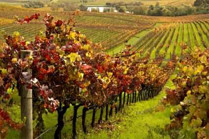 Autotour Sur la Route des Vins / Merveilles Essentielles / Afrique du Sud