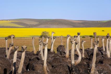 Autotour Sur la Route Jardin / Merveilles Essentielles / Afrique du Sud