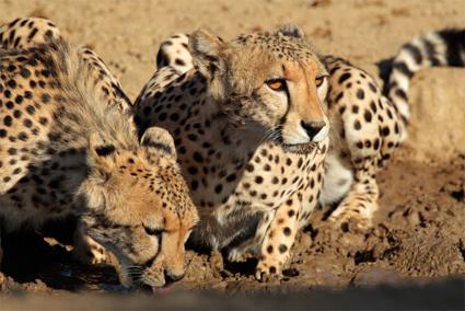 Circuit 3 Merveilles Naturelles / Afrique du Sud