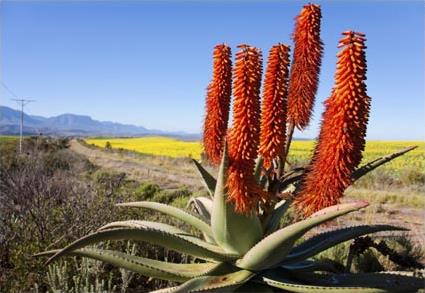 Circuit De Cape Town  Knysna / Afrique du Sud