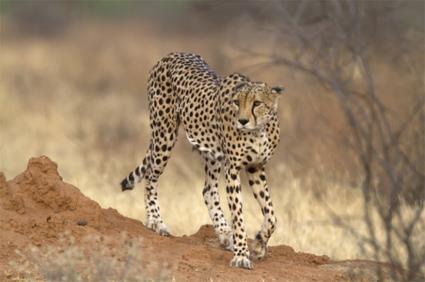 Circuit Du Parc Kruger  l'Ile Maurice / Afrique du Sud